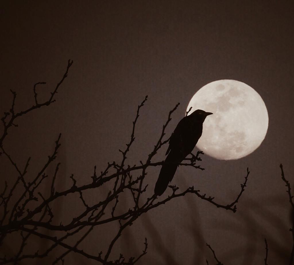 Photograph of a bird silhouetted against a full moon.